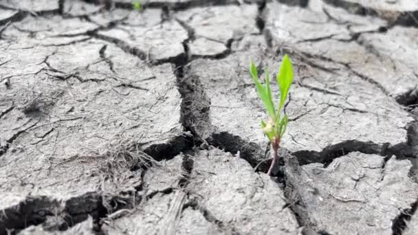 严重干旱后干裂的土壤 地球干旱和气候变化 相机的运动 垂直录像 — 图库视频影像