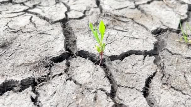 Dürre Auf Der Erde Und Klimawandel Trockener Rissiger Boden Nach — Stockvideo