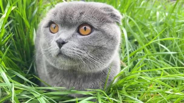 Krásná Skotská Kočka Vysoké Trávě Kočka Krásné Velké Oči — Stock video