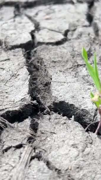 Trockener Rissiger Boden Nach Schwerer Trockenheit Dürre Auf Der Erde — Stockvideo