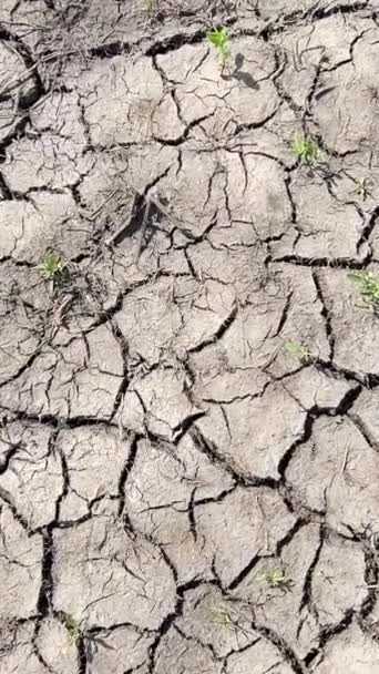 地球の干ばつと気候変動 ひどい干ばつの後 乾燥した土壌が割れました バーティカルビデオ — ストック動画