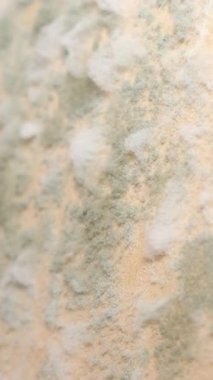 Küf, duvardaki küf renge boyanmış. Duvarda aşırı nemli mantar üretimi. Dikey video