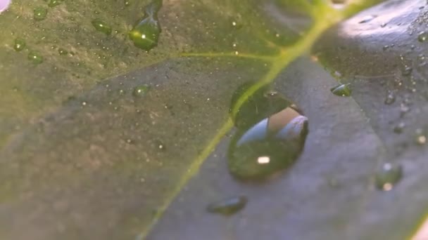 Textura Video Las Gotas Transparentes Sobre Hoja Verde Planta Hermosa — Vídeos de Stock