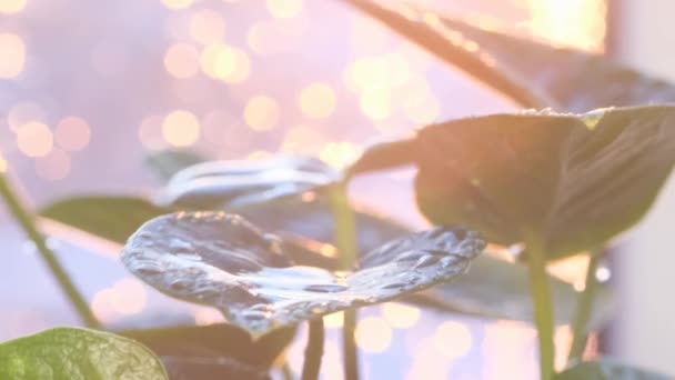 Piękny Zielony Liść Pokryty Kroplami Deszczu Oświetlony Słońcem Roślina Pięknej — Wideo stockowe