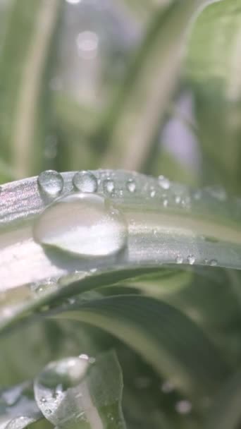 Groene Binnenplant Met Waterdruppels Chlorofytum Nuttige Binnenplanten Verticale Video — Stockvideo