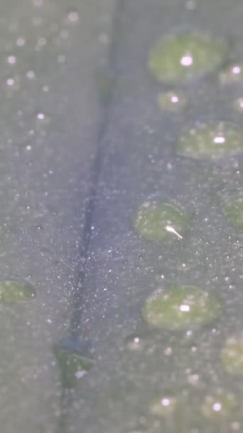 Hermosas Gotas Agua Lluvia Clara Hojas Verdes Macro Hermosa Textura — Vídeo de stock