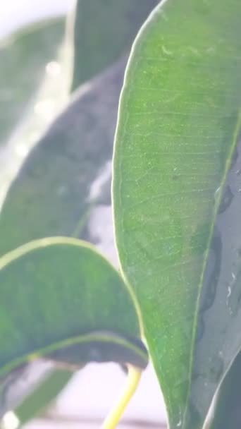 Des Gouttes Eau Transparentes Tombent Sur Une Feuille Ficus Verte — Video