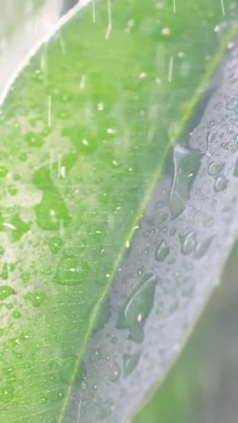 Vídeo Ampliado Água Caindo Uma Folha Verde Uma Fábrica Pulverização — Vídeo de Stock