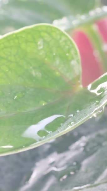 美しい緑色の屋内植物に水滴が落ちる 屋内花の植物のスプレーと湿気 バーティカルビデオ — ストック動画