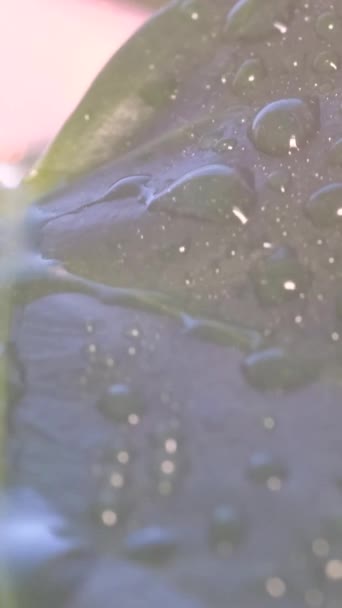 雨滴滴在一棵绿色植物的大叶上 美丽的纹理自然的视频背景 垂直录像 — 图库视频影像