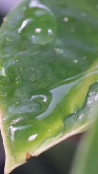 有水滴的植物的亮绿色叶子 植物上的雨滴 垂直录像 — 图库视频影像