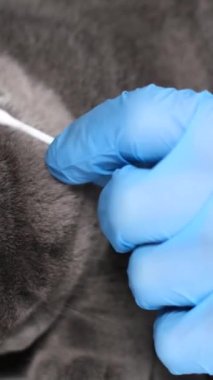Veteriner randevusunda safkan tüylü kedi. Bir veteriner kulak çubuğuyla tüylü gri bir kedinin kulaklarını temizler. Dikey video