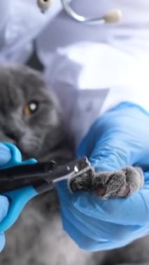 Bir veteriner tüylü gri bir kedinin pençelerini kesiyor. Bir kedi veteriner ofisinde bir veteriner tarafından muayene edilir. Hayvan bakımı. Kediler hijyen pençeleri. Dikey video