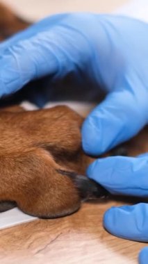 Veterinerlerin yakın çekimleri, büyük kahverengi bir köpeğin patilerini inceleyen tıbbi eldivenler veriyor. Veteriner randevusundaki köpek. Dikey video
