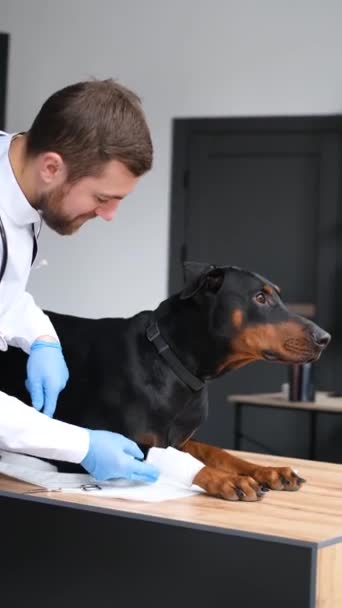 Vídeo Vertical Veterinario Perro Que Está Siendo Examinado Médico Examina — Vídeos de Stock
