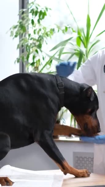 ヴェットの任命時に大きなピューレッドブラックドッグ 犬の健康診断について 犬は白い制服で獣医に手を差し伸べました バーティカルビデオ — ストック動画