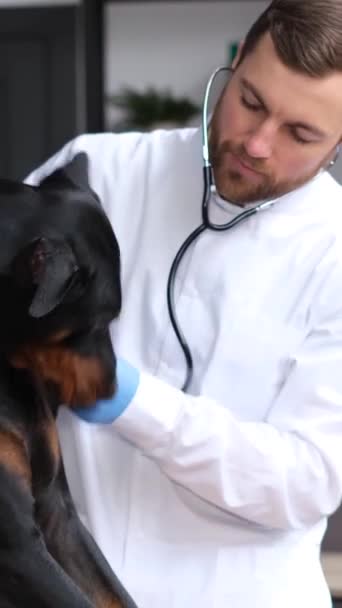 Ένας Νεαρός Κτηνίατρος Που Κάνει Εξάσκηση Χαϊδεύει Ένα Μεγάλο Σκύλο — Αρχείο Βίντεο