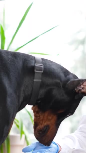 Видео Крупную Собаку Гладит Молодой Ветеринар Клинике Периодическое Обследование Зоотерапевта — стоковое видео