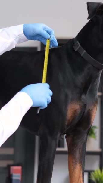 Измерения Большого Чистокровного Коричневого Пса Стоящего Столе Ветеринарном Кабинете Периодическое — стоковое видео