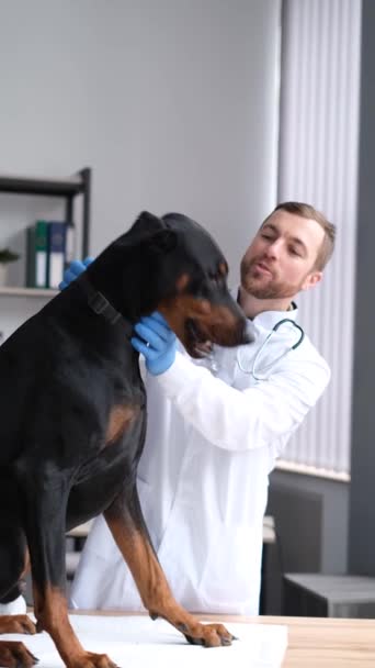 Bir Köpek Veterinerin Dikey Videosu Büyük Kahverengi Bir Doberman Veteriner — Stok video