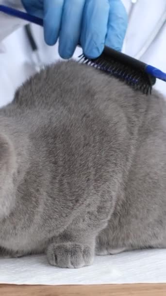 獣医クリニックで紫外線の灰色の猫の衛生的な手順 医者はふわふわの猫とブラシを組み合わせています 余分な毛の取り外しについて バーティカルビデオ — ストック動画