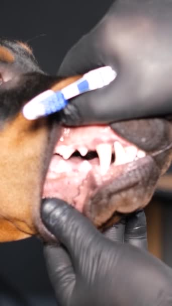 歯を磨きながらピューレッドドッグの頭を閉じます 犬の口腔衛生について 攻撃的でない犬 バーティカルビデオ — ストック動画