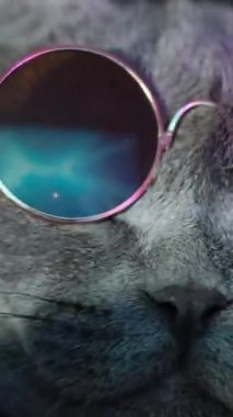 Parlak gözlüklü, neon ışıklı disko kedisi. Kedi mor bir arka planda dans ediyor. Ağır çekim. Dikey video