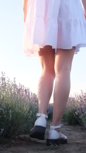 Zbliżenie Wideo Młodymi Kobiecymi Nogami Spacerującymi Wśród Kwiatów Lawendy Pogodny — Wideo stockowe