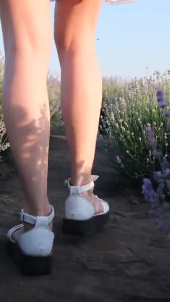 Vídeo Cerca Joven Piernas Mujer Caminando Entre Flores Lavanda Día — Vídeos de Stock