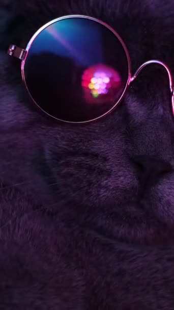 Güneş Gözlüklü Neon Işıkla Aydınlatılmış Güzel Bir Kedi Dikey Video — Stok video