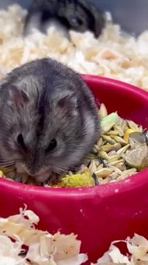 Küçük tüylü bir hayvan hamster tahıl yer. İlginç bir hamster. İlginç bir hamsterın yüzü. Kemirgen ailesinin evcil hayvanı. Dikey video