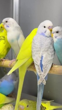 Bir grup muhabbet kuşu evcil hayvan dükkanında cam bir kafeste oturuyor. Çok renkli güzel papağanlar. Dikey video