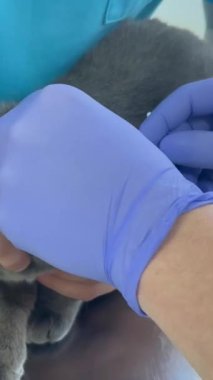 Veteriner kliniğinde kediye çip takmak. Evcil hayvanları tanımlamanın modern bir yolu. Dikey video.