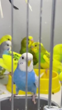 Budgerigar yakın plan bir kafeste oturuyor. Şirin yeşil ve mavi muhabbet kuşu. Evcil hayvanlar kuştur. Dikey video.