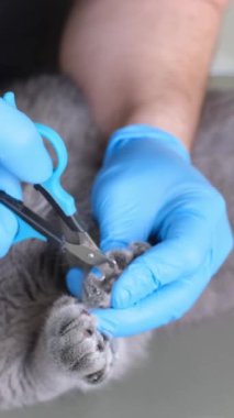 Eldivenli bir veteriner kedi pençelerini keser. Veteriner kliniğinde veteriner tasması takmış bir kedi. Evcil hayvan bakımı ve tedavisi. Dikey video