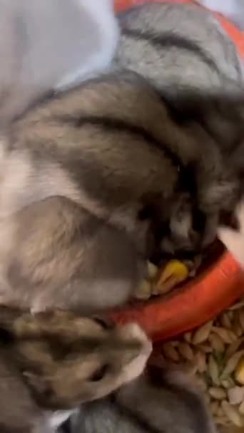 Eine Gruppe Von Hamstern Frisst Getreide Von Einem Teller Schöne — Stockvideo