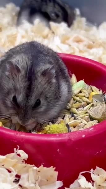 一只毛茸茸的小仓鼠吃谷物 一只有趣的仓鼠一只有趣的仓鼠的脸啮齿动物家族的宠物 垂直录像 — 图库视频影像