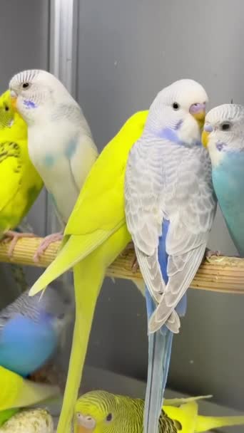 一群嫩芽坐在宠物店的玻璃笼里 漂亮的五彩斑斓的鹦鹉垂直录像 — 图库视频影像