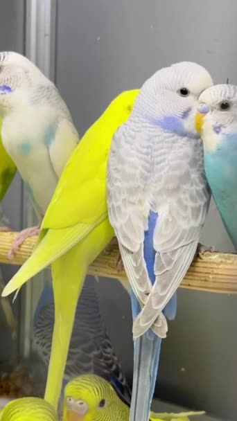 Many Colorful Little Parrots Sit Glass Cage Beautiful Budgies Vertical — Stock Video
