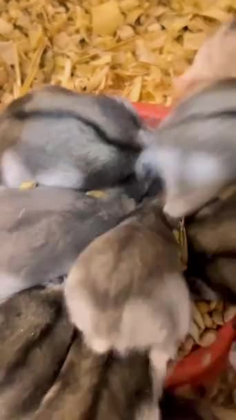 Eine Gruppe Von Hamstern Nähert Sich Dem Futter Und Isst — Stockvideo