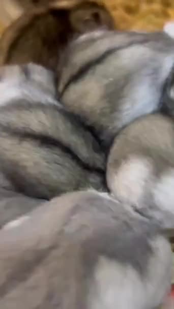 Pequenos Hamsters Cinzentos Comem Sementes Loja Animais Conceito Alimento Para — Vídeo de Stock