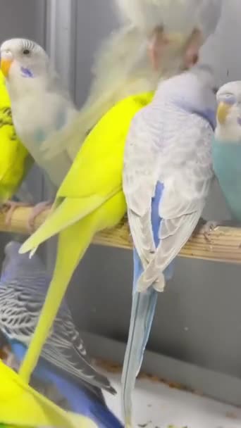 Close Green Blue Budgerigar Sitting Cage Cute Green Budgie Pets — Stock Video
