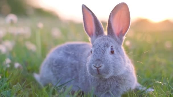 Húsvéti Nyuszi Egy Házinyúl Sétál Kertben Fűben Állatvilág Nyúl Szerető — Stock videók