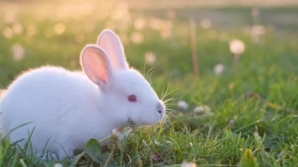 Söt Vit Kanin Äter Ett Fält Med Grönt Gräs Och — Stockvideo