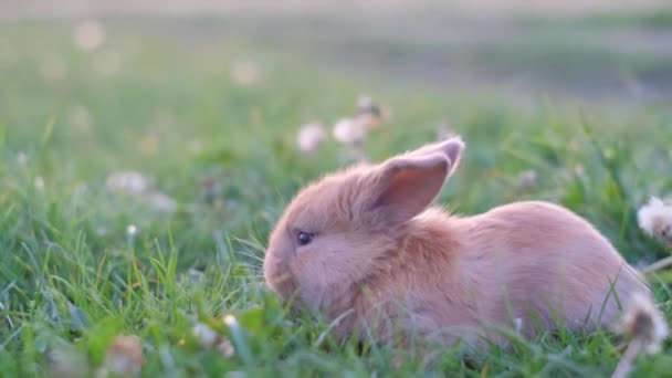 Liten Kanin Promenader Utomhus Sommaren Söt Liten Påskhare Ängen — Stockvideo