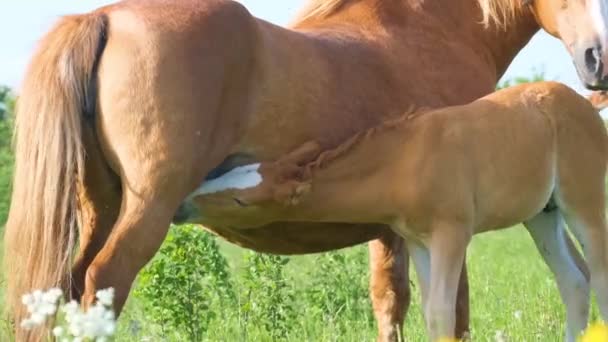 一匹马和一头新生的小鹿在草地上吃草 畜牧业的概念 在清晨阳光下 绿色牧场上的红色母马和母马 — 图库视频影像
