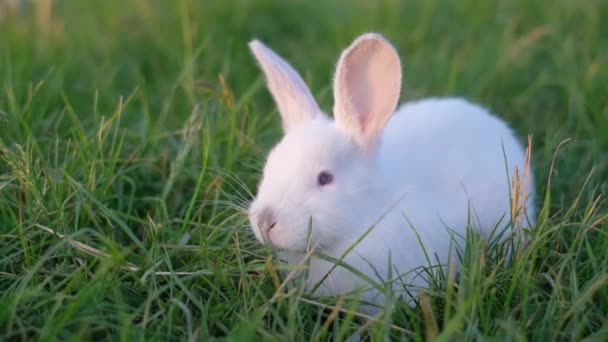 白いふわふわのウサギが緑の芝生と草の上に座っています 夏の日に緑の草の上の小さなウサギ — ストック動画