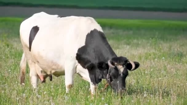 Eine Schwarz Weiße Kuh Grast Auf Einer Weide Gehörnte Domestizierte — Stockvideo
