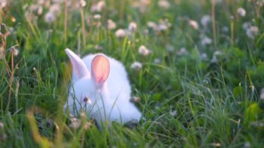 Beyaz tüylü bir tavşan yeşil çimlerde ve çimlerde oturuyor. Tavşan ve öğle yemeği. Şirin tüylü tavşan, sevimli hayvan konsepti..