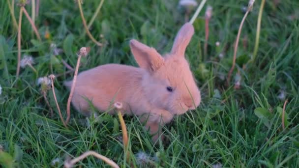 イースターが来る 緑の若い春の草の小さなかわいいウサギ イースターと春のシンボル 面白い小さなウサギが緑の草に横たわっている — ストック動画